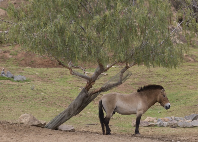 402-4472 Safari Park - Horse.jpg